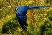 Macaw�